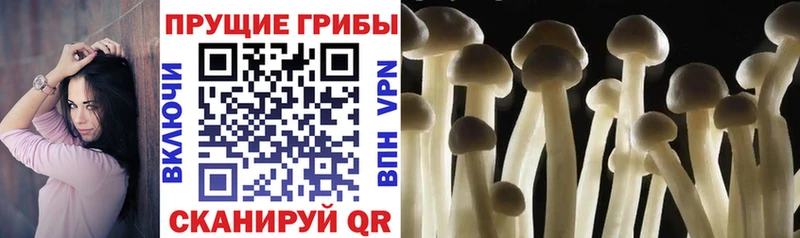 где можно купить наркотик  Чебаркуль  Псилоцибиновые грибы Psilocybe 